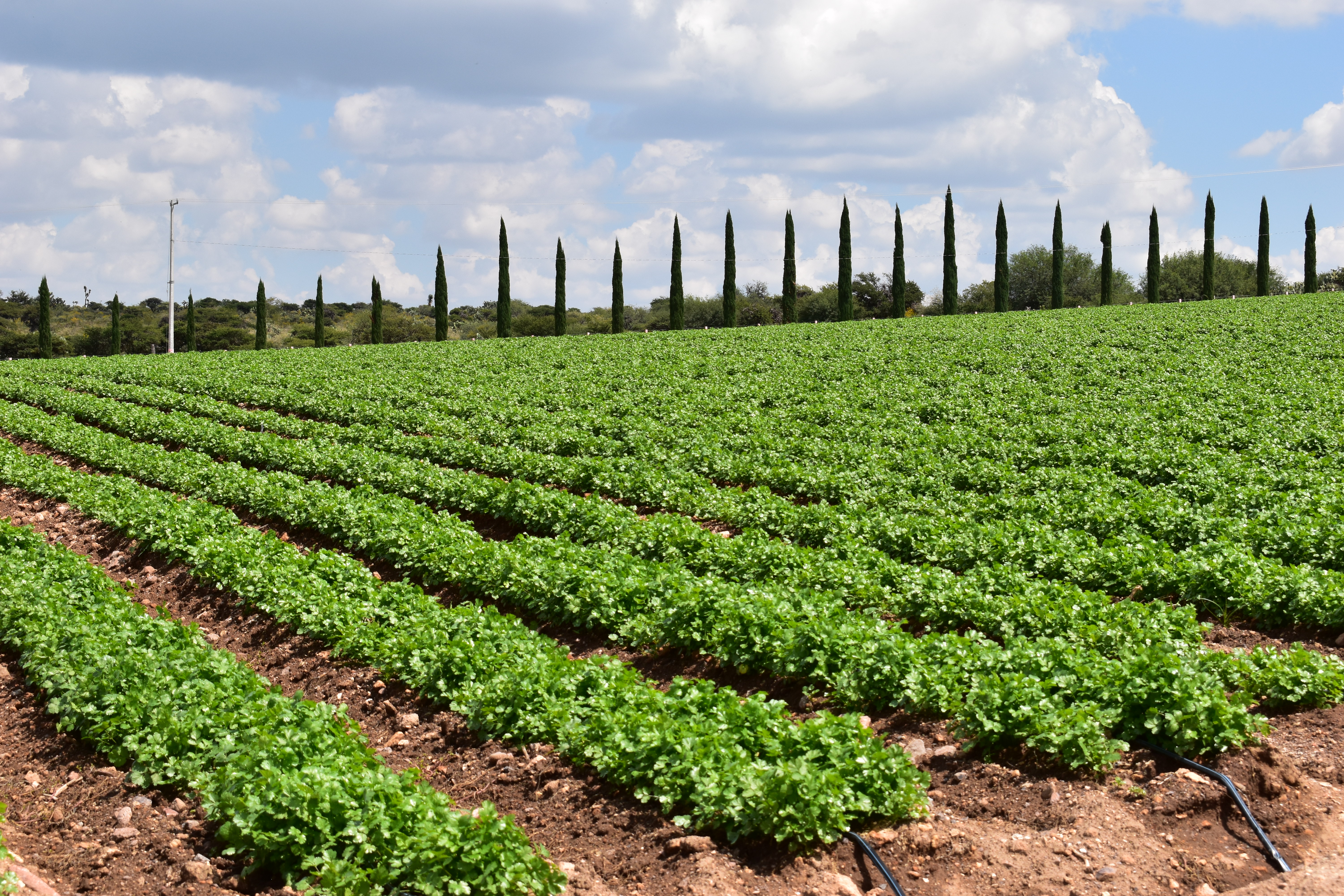 Cilantro rows ready for harvest under morning light