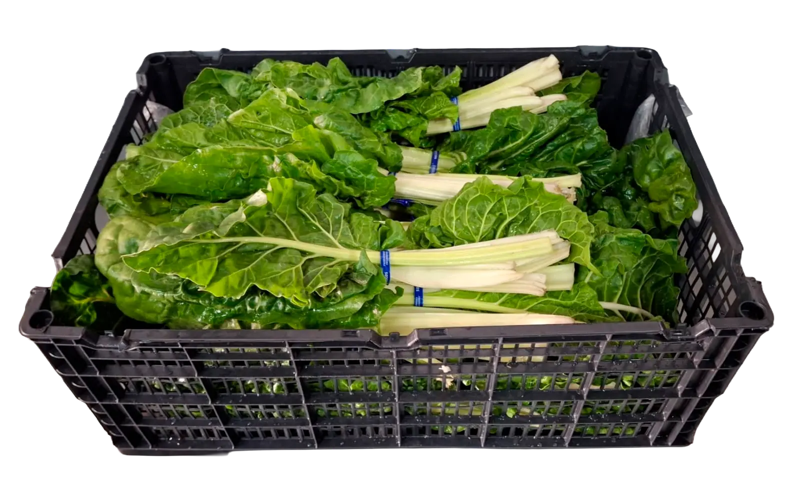 Swiss Chard Plastic Box Tray, 24 count