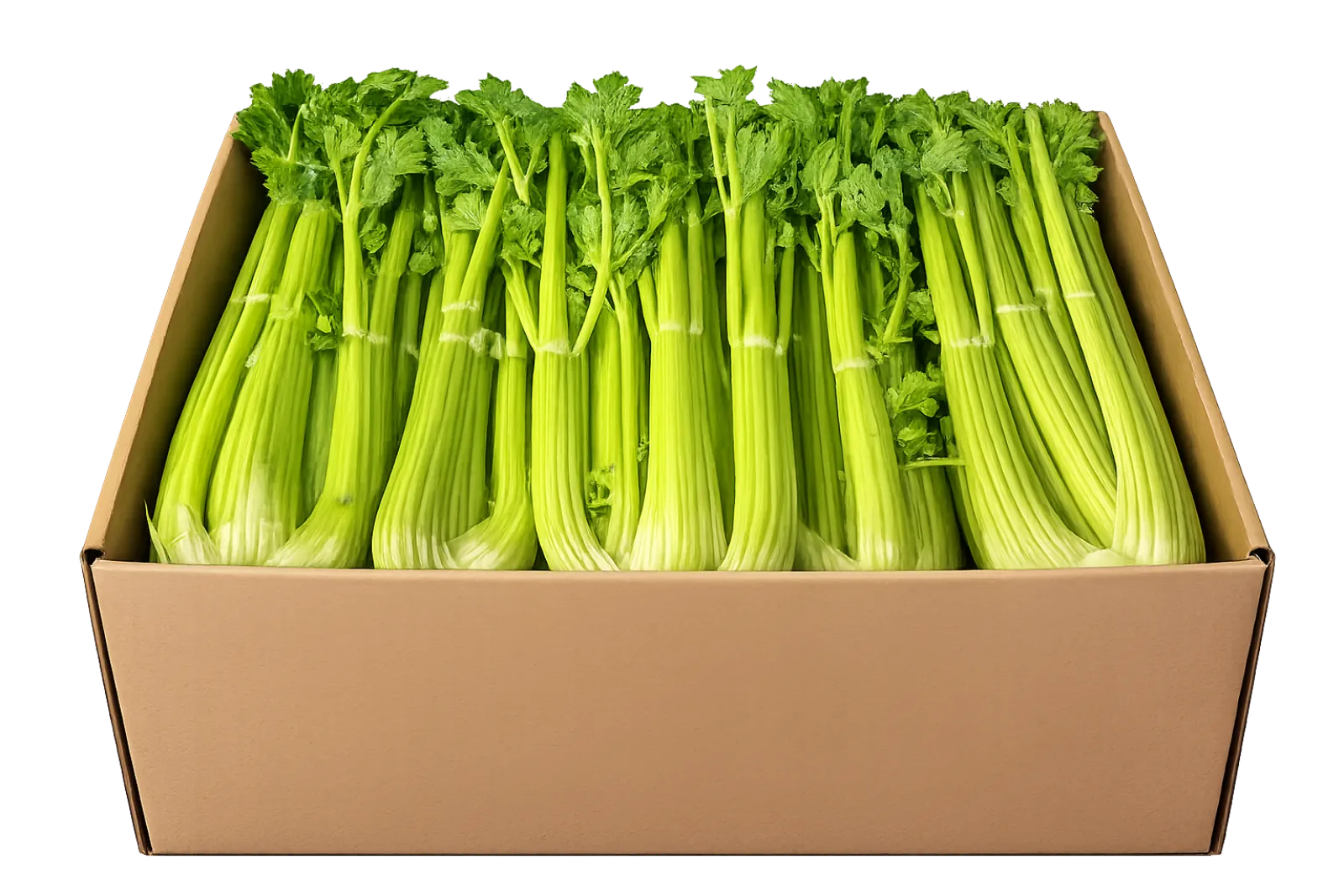 Celery Carton, 24 count