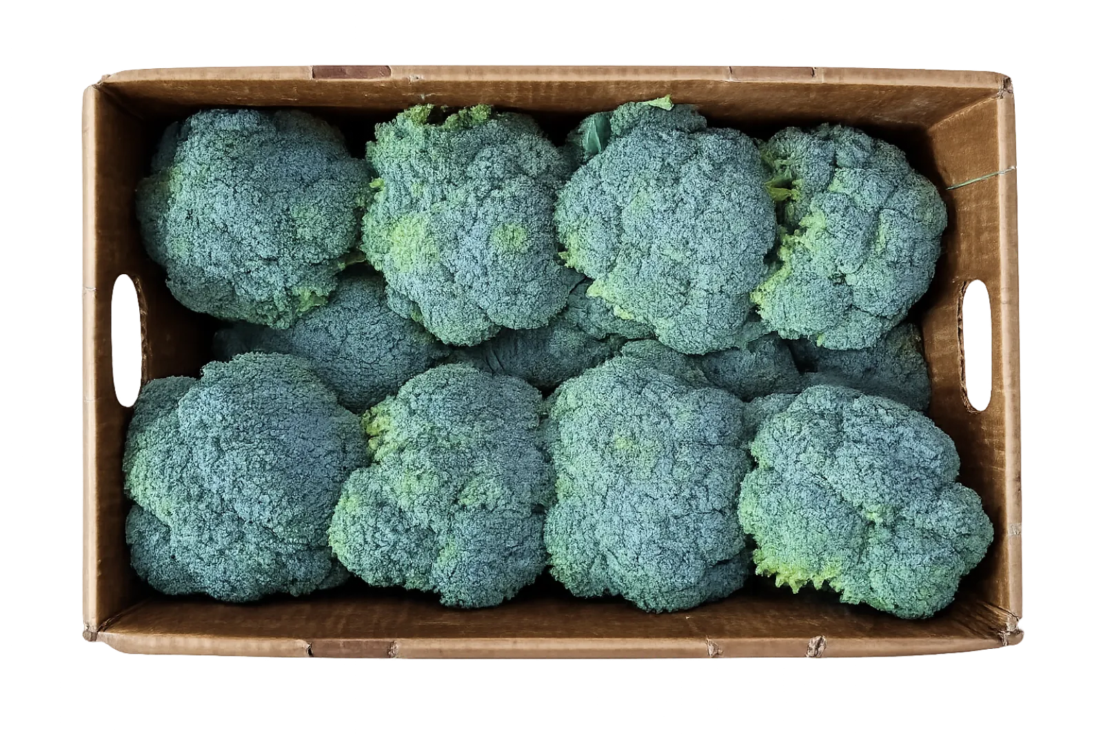 Brócoli Corona Cartón, 22 lb