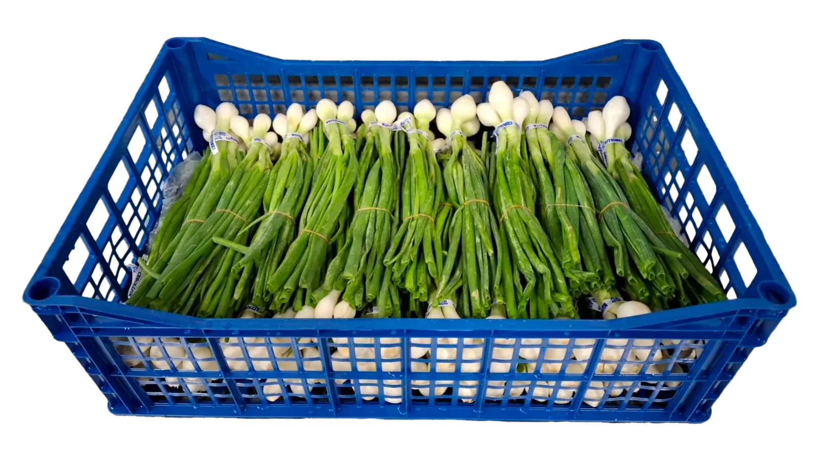 Green Onion Plastic Box Tray, 60 count