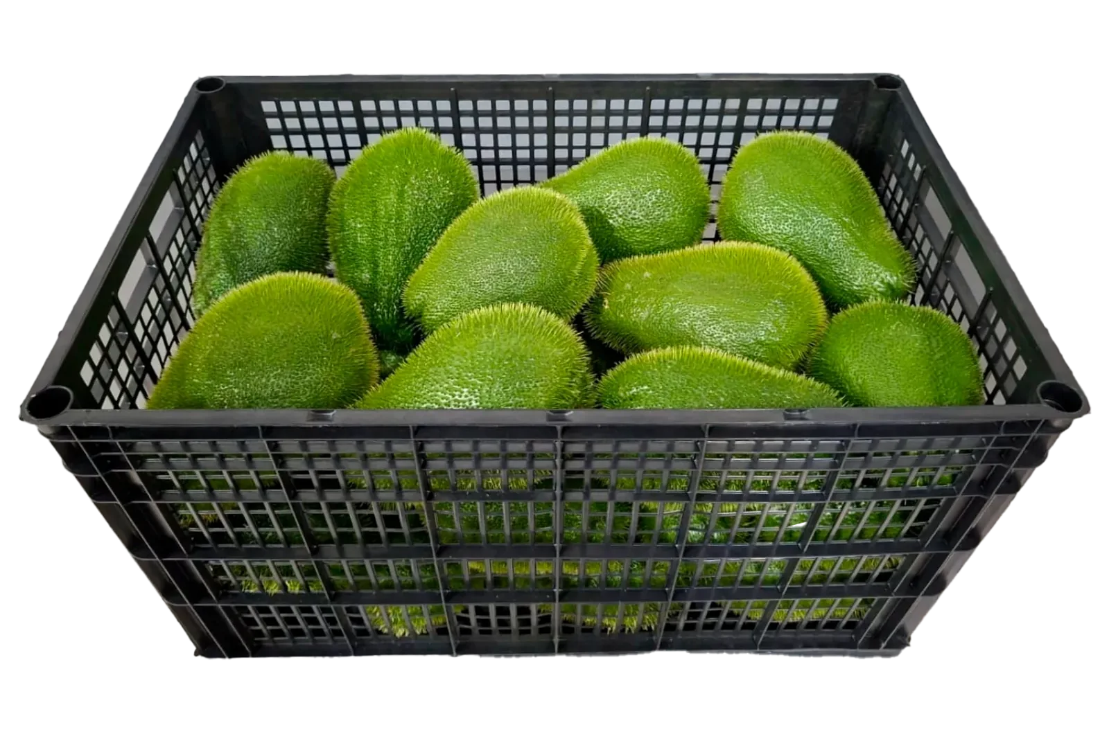 Chayote C/E Plástico, 38 lb