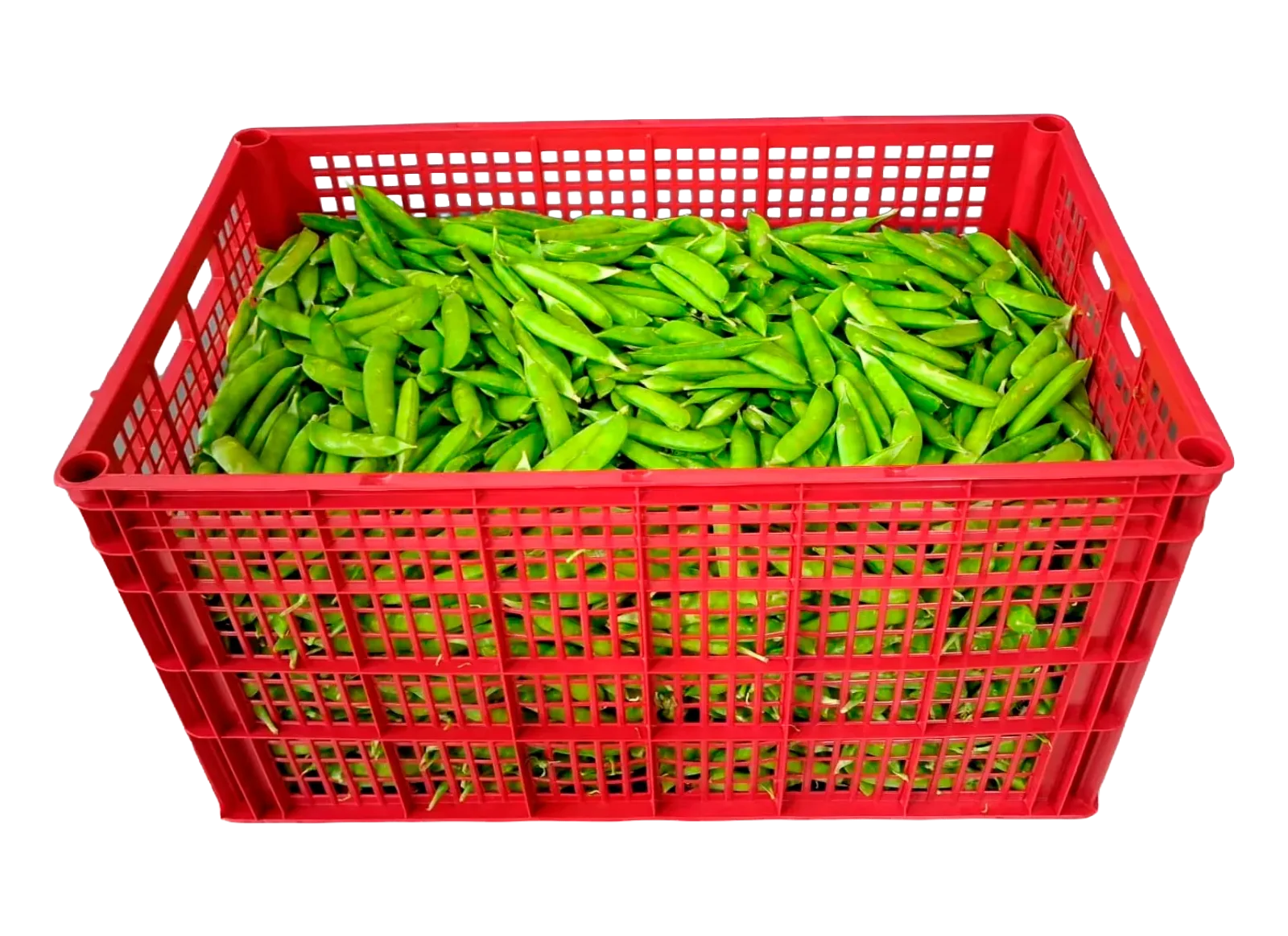 Green Pea Plastic Box, 26 lb