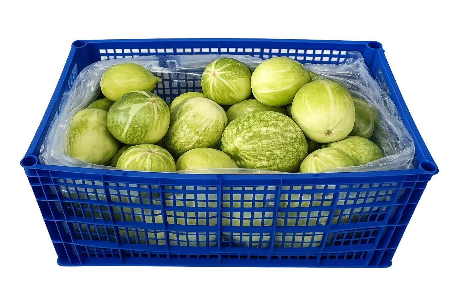 Calabaza Chilacayote Tierno Plástico, 38 lb