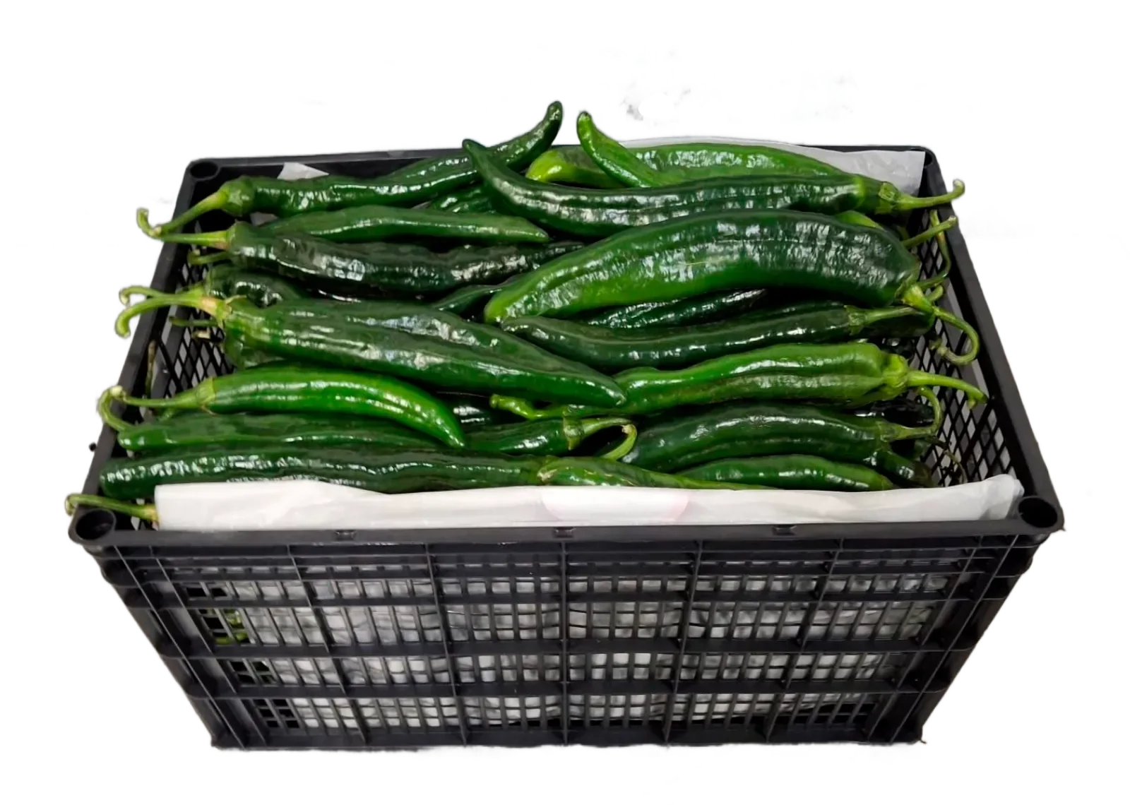 Chile Chilaca Plástico, 22 lb