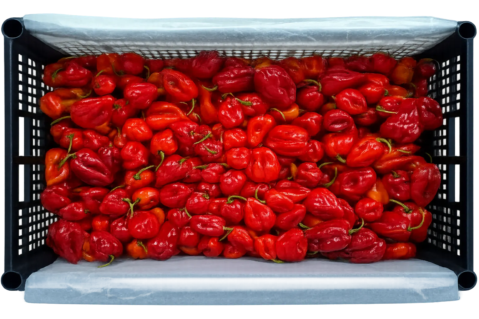 Red Habanero Pepper Plastic Box, 8 lb