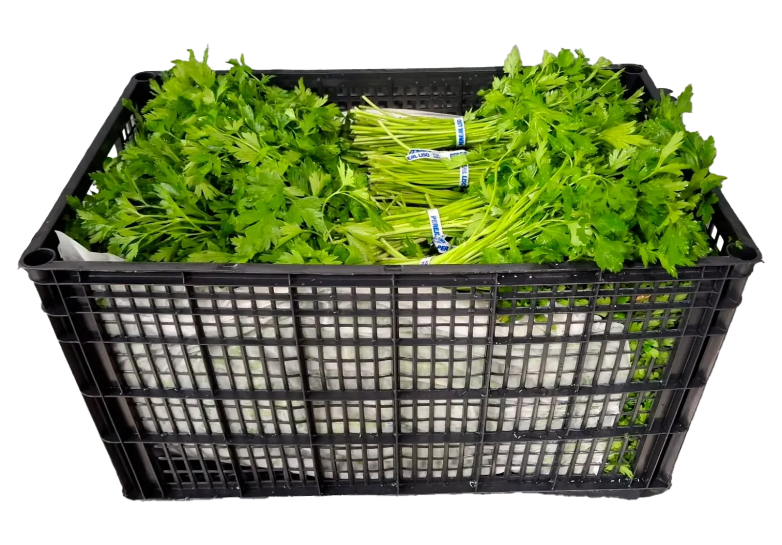 Cilantro Macho Plastic Box, 24 count