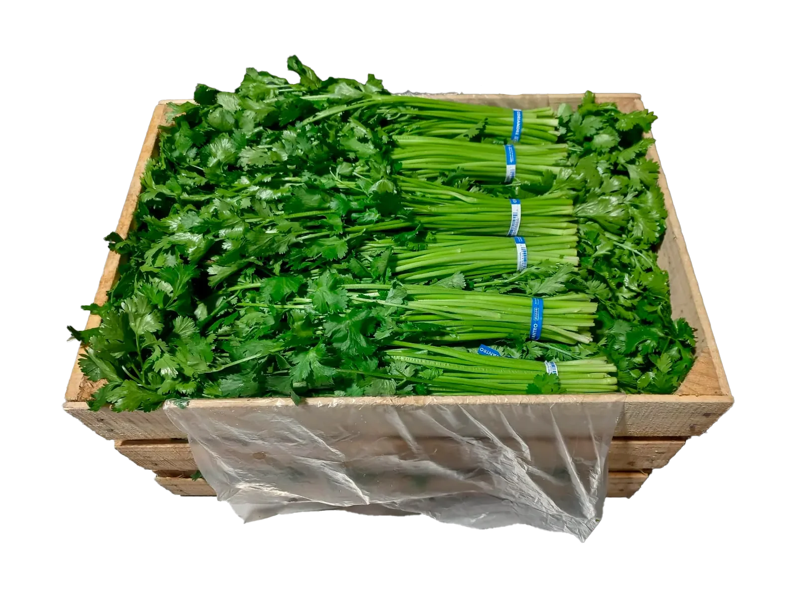 Cilantro Madera, 60 unidades