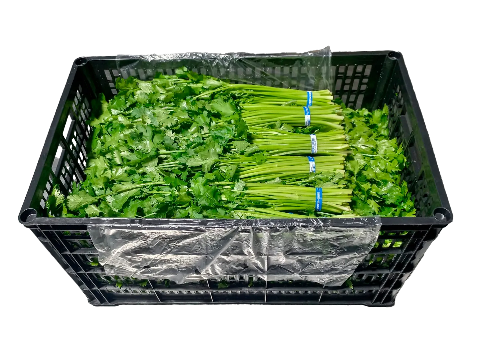 Cilantro Plástico, 60 unidades