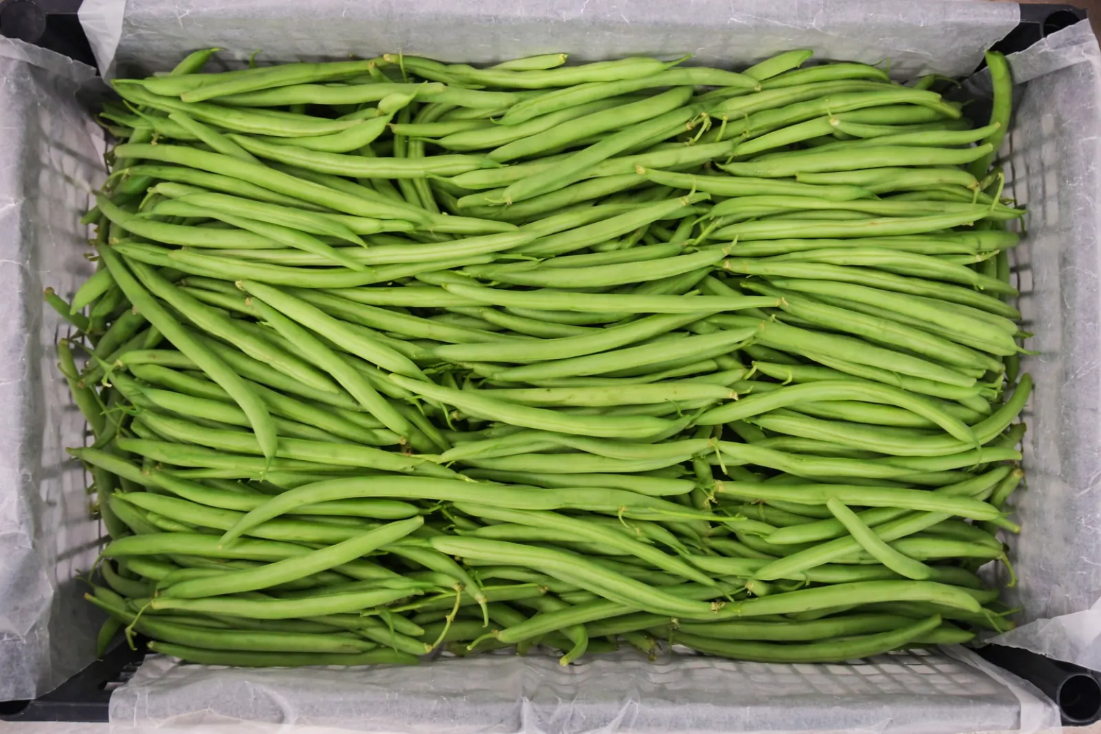 Green Bean Plastic Box, 25 lb