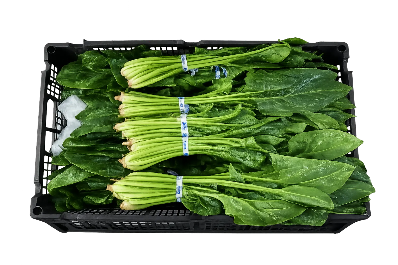 Spinach Plastic Box Tray, 24 count