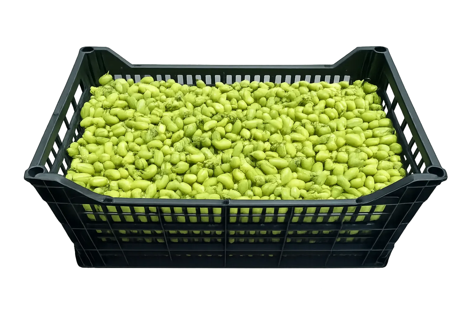 Garbanzo Plástico, 15 lb