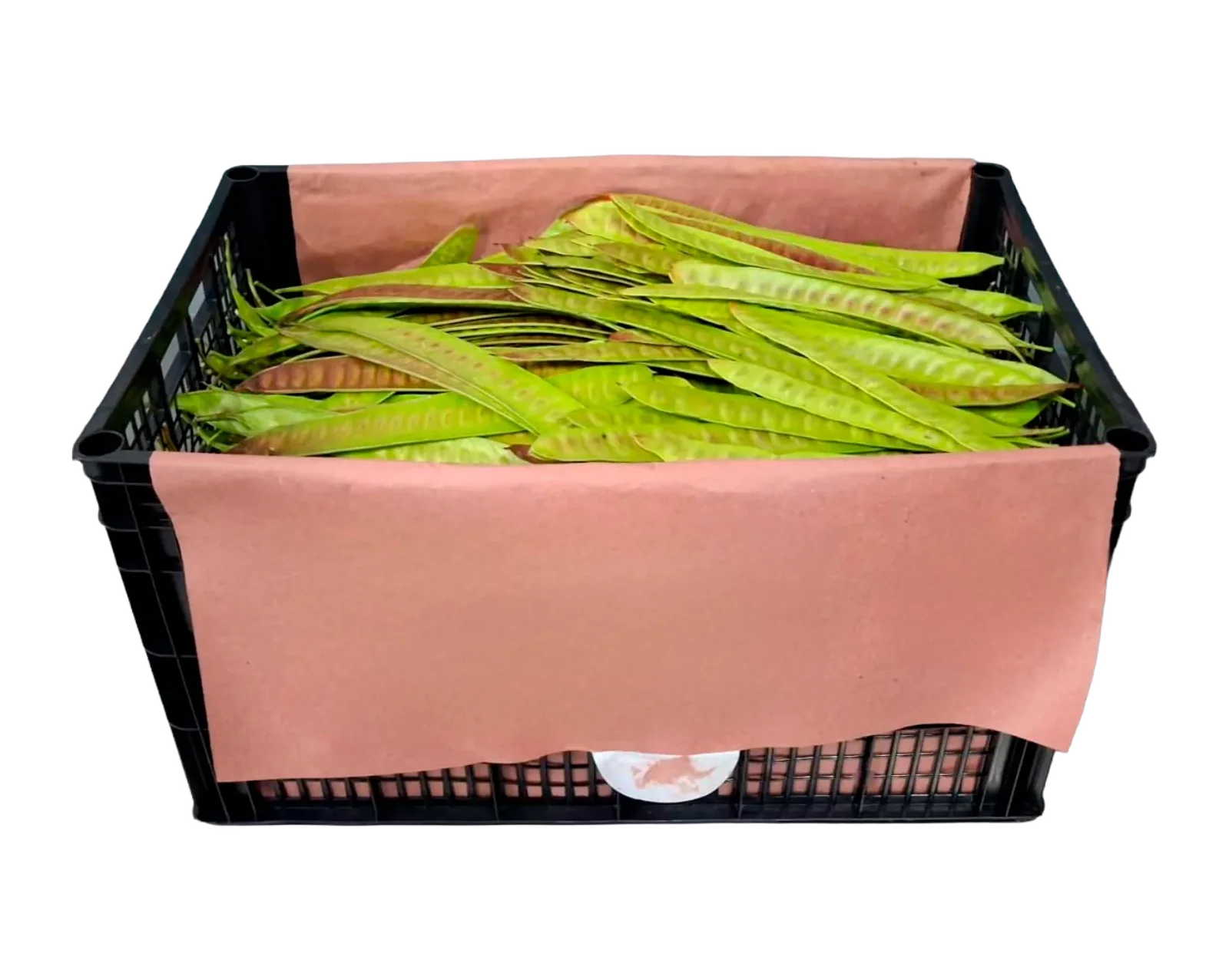 Loose Green Guaje with Stem Plastic Box, 24 lb