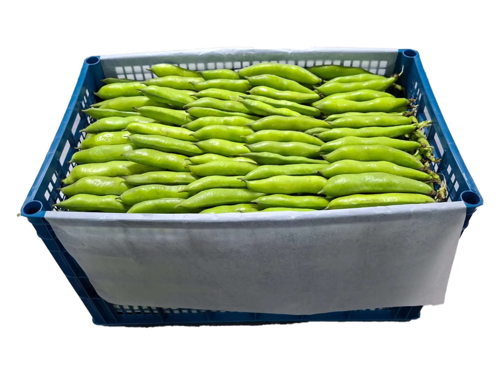 Haba Verde Plástico, 28 lb