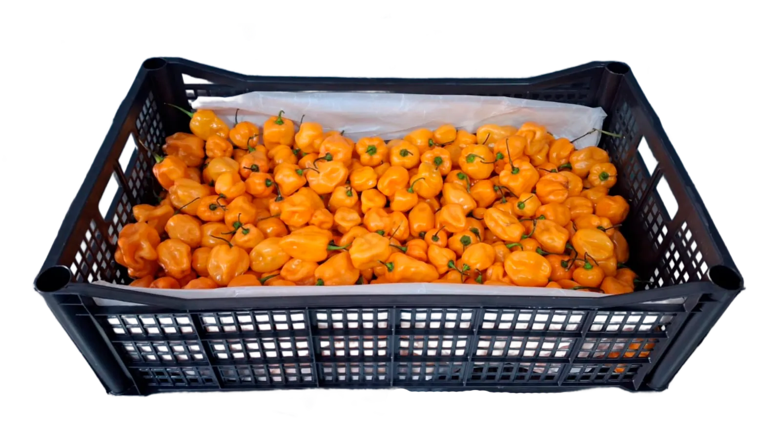 Chile Habanero Naranja Plástico, 8 lb