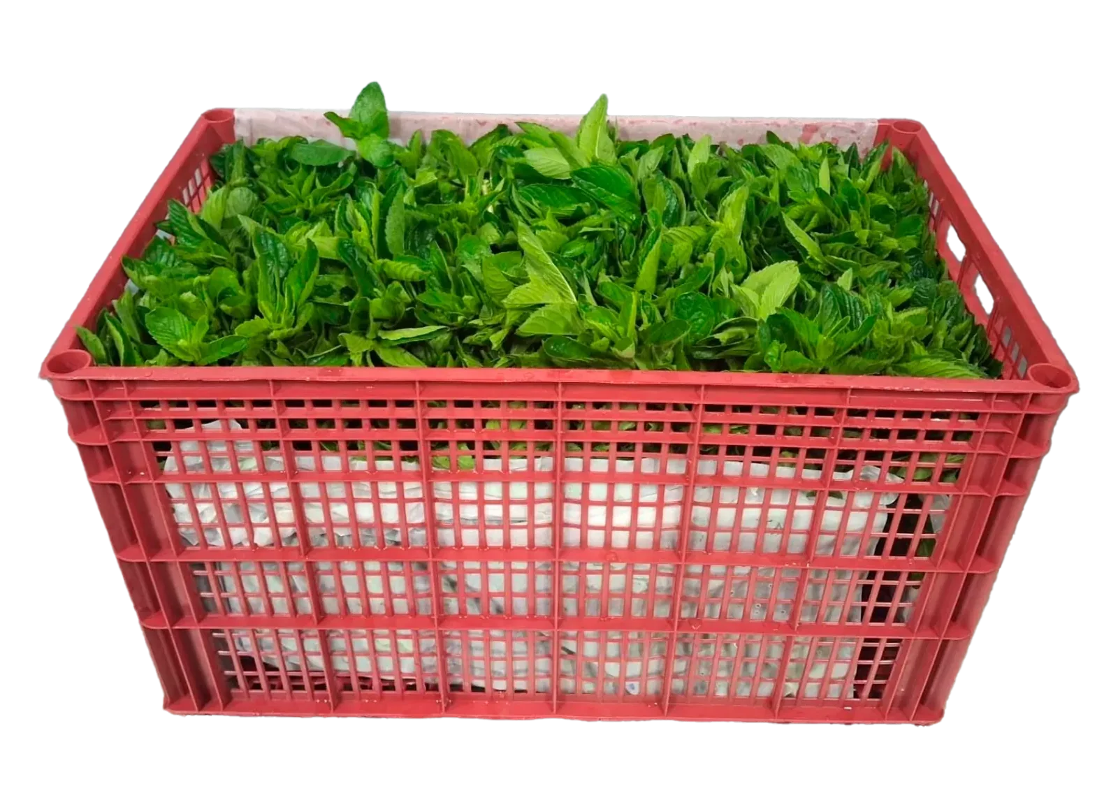 Mint Plastic Box, 20 count