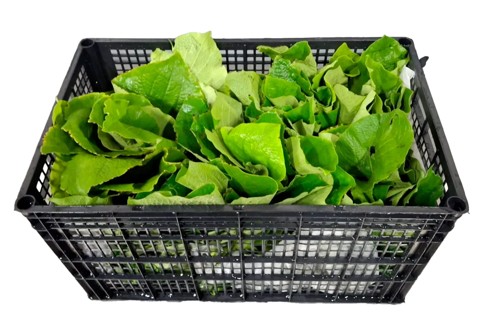 Hoja Santa Plástico, 14 unidades