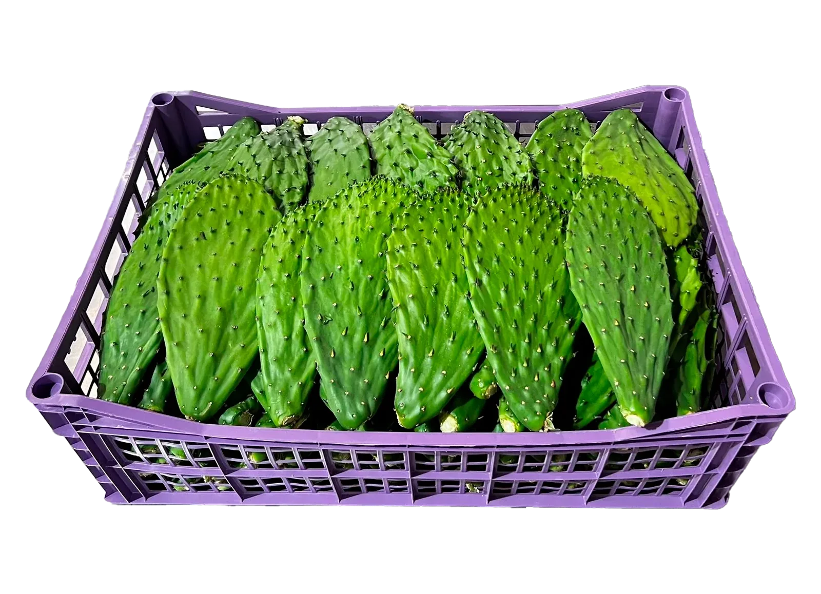 Nopal C/E X Plástico Charola, 38 lb