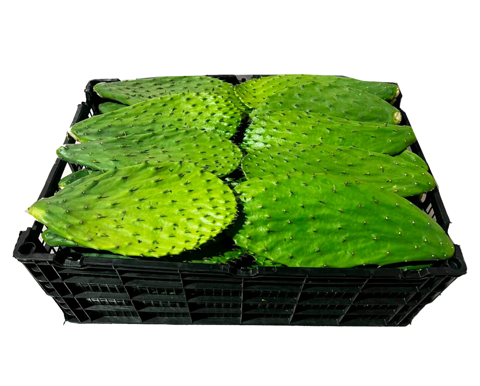 Nopal C/E XXX Plástico Charola, 55 lb