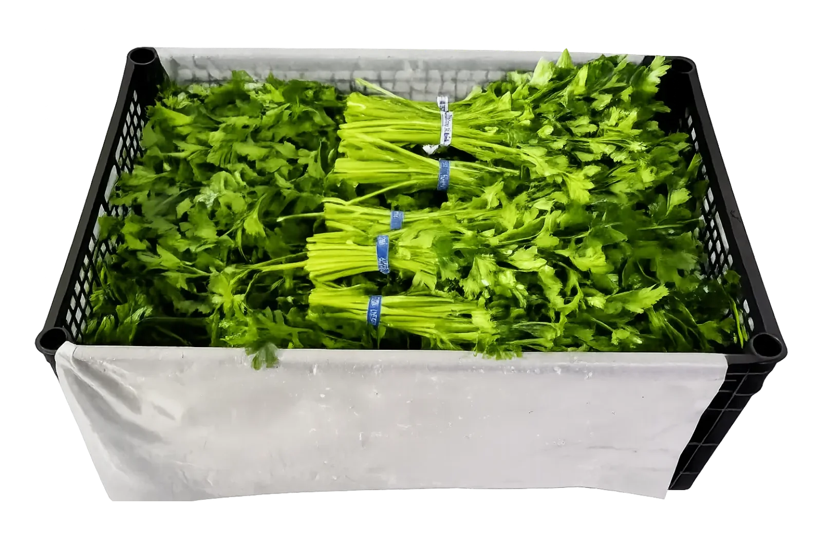Flat-Leaf Parsley Plastic Box, 60 count