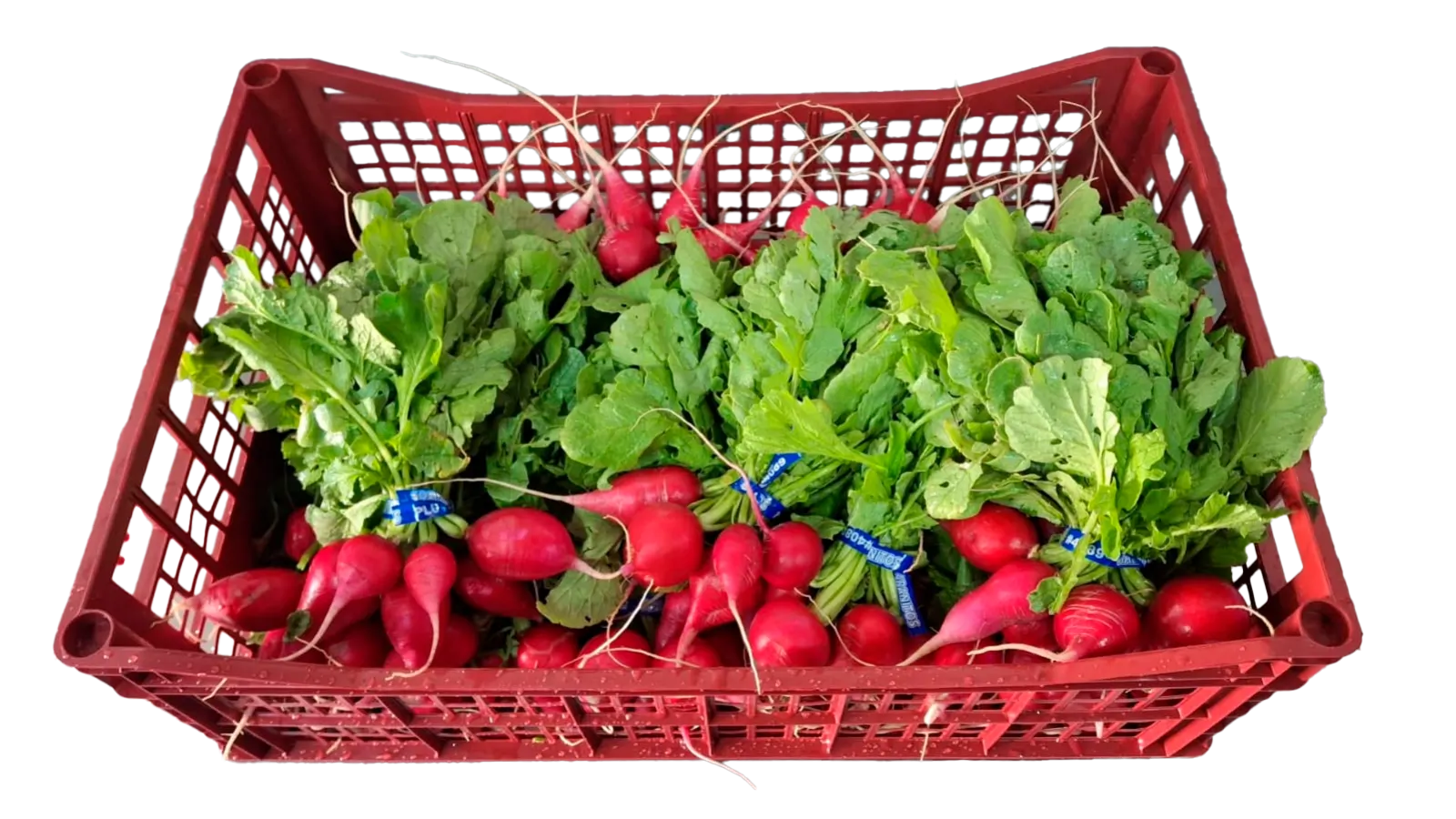 Radish Bunch Plastic Box Tray, 20 count