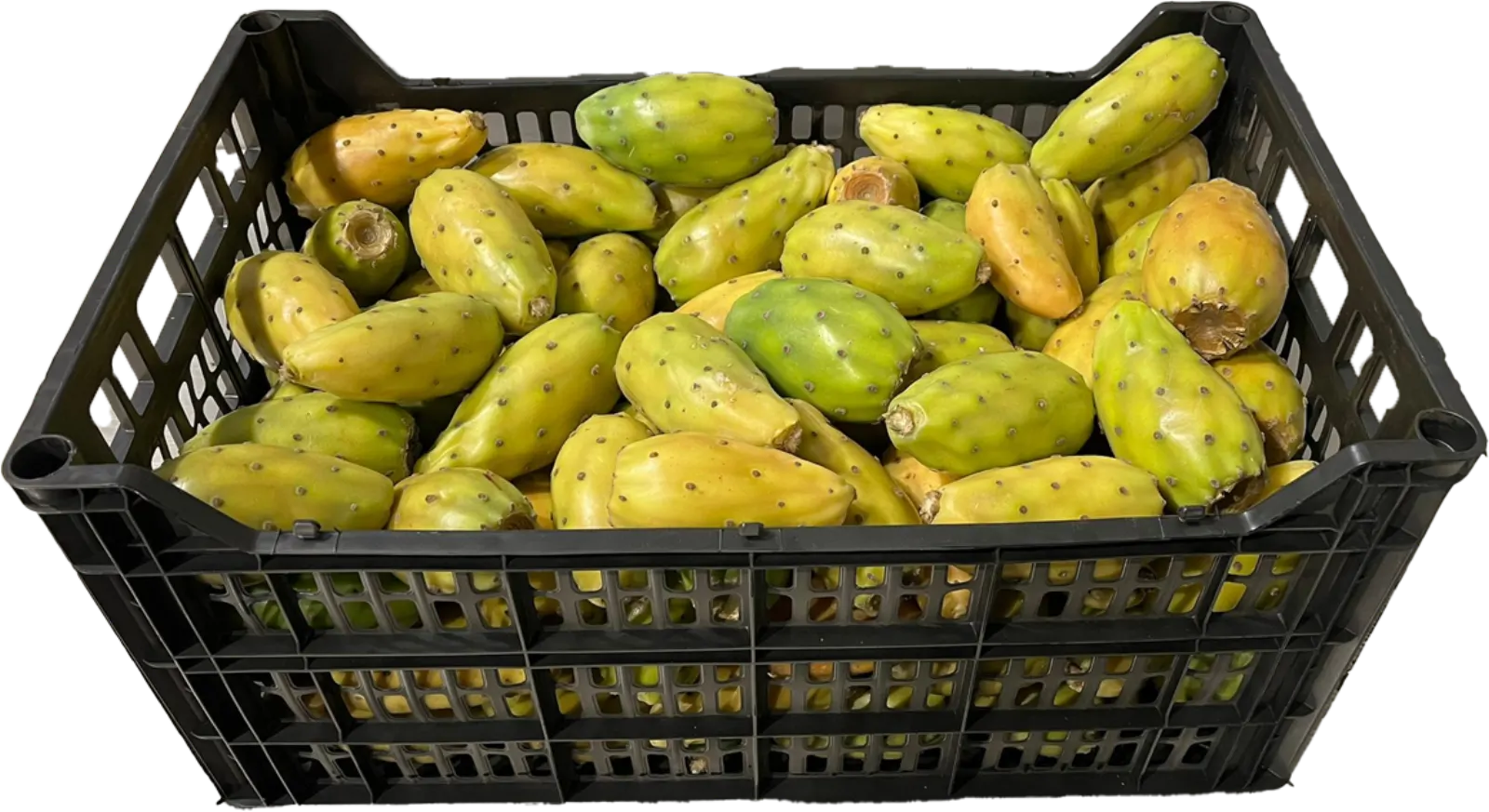 Yellow Prickly Pear Plastic Box, 36 lb