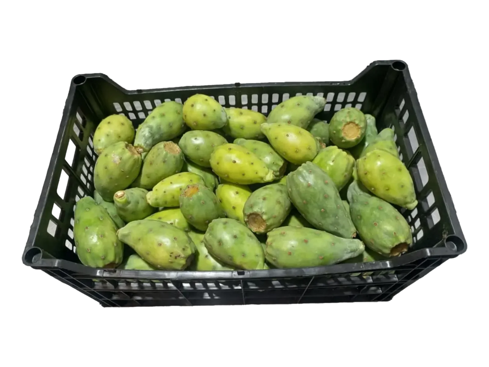 Tuna Verde Plástico, 36 lb