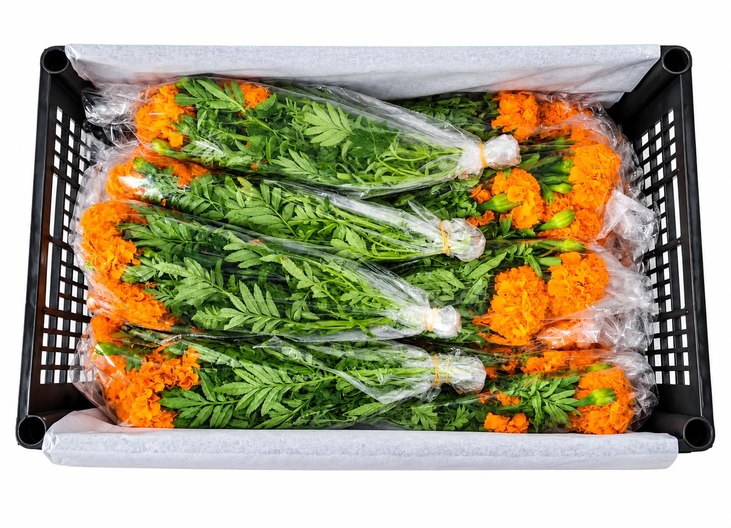 Flor de Cempasuchil, 16 unidades