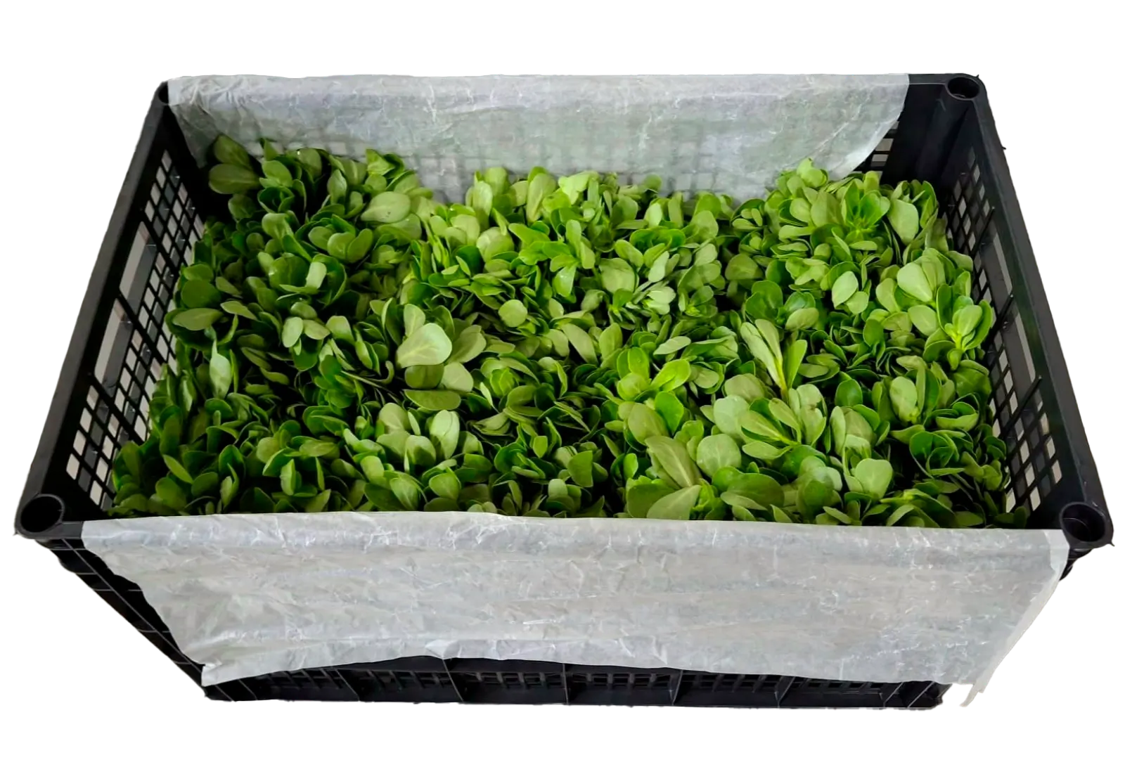Purslane Plastic Box, 18 count