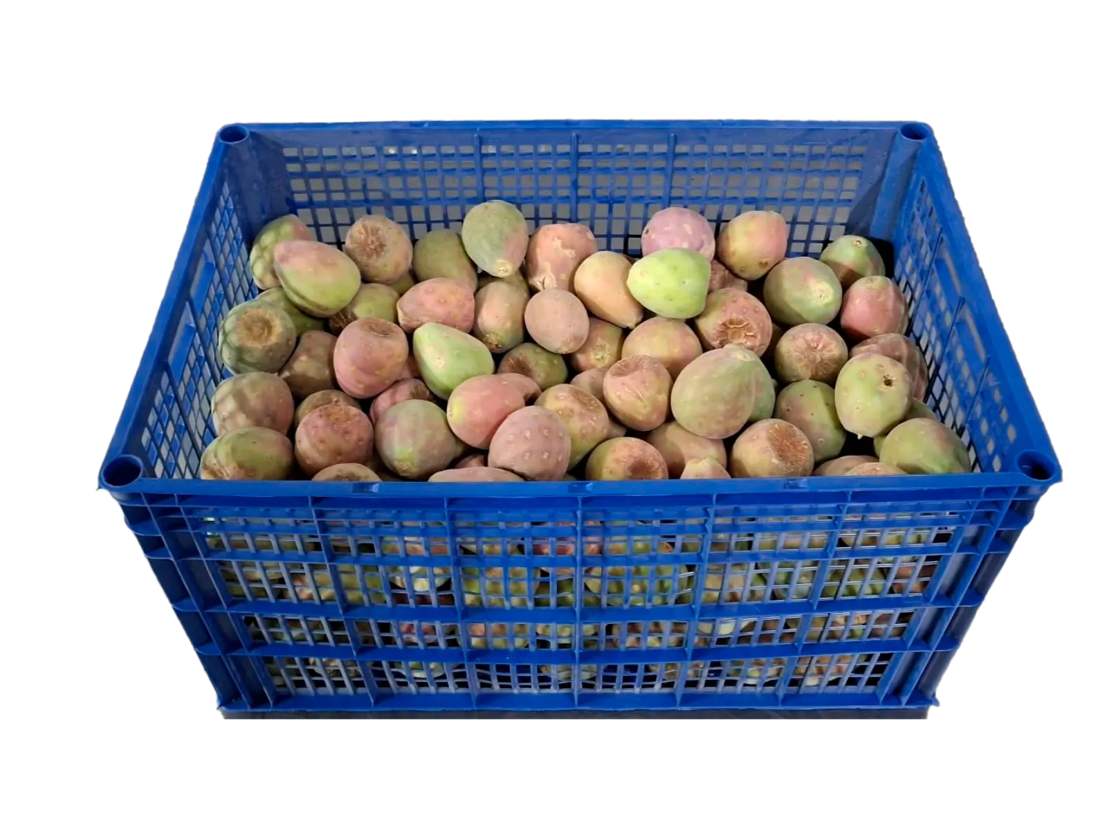 Xoconostle Plástico, 38 lb